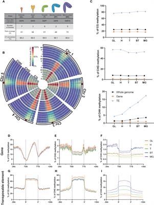 Distinct regulatory pathways contribute to dynamic CHH methylation patterns in transposable elements throughout Arabidopsis embryogenesis